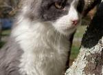 Fiona - Maine Coon Kitten For Sale - Madison, NC, US