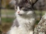 Frankie - Maine Coon Kitten For Sale - 