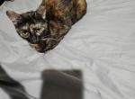 Mocha - Domestic Cat For Adoption - San Jose, CA, US