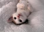 Junie - Domestic Kitten For Adoption - Chicopee, MO, US