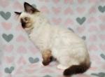 Darla's Seal Mitted Girl - Ragdoll Kitten For Sale - New York, NY, US