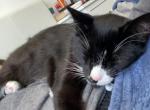 Odin - Domestic Cat For Adoption - Deal, NJ, US