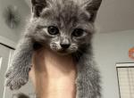 Scottish Straight male - Scottish Straight Kitten For Sale - 