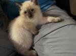 Whiskers girls - Siamese Kitten For Sale - Bryan, TX, US