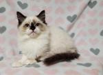 Darla's Tortie Girl - Ragdoll Kitten For Sale - New York, NY, US