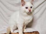 Darla's Flame Point Male - Ragdoll Kitten For Sale - New York, NY, US