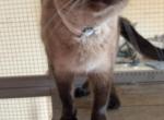 Siamese female - Siamese Cat For Sale - Saint Charles, IA, US