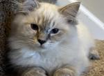 Jack - Ragdoll Kitten For Sale - Denver, PA, US