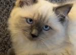 Sage - Ragdoll Kitten For Sale - Denver, PA, US