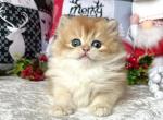 Firuze - British Shorthair Kitten For Sale - Norwalk, CT, US