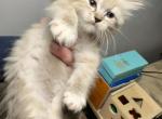 Holiday Ragdolls - Ragdoll Kitten For Sale - Marlborough, MA, US