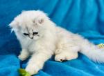 CFA Dusk - Persian Kitten For Sale - Pensacola, FL, US