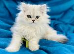 CFA Dawn - Persian Kitten For Sale - Pensacola, FL, US