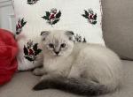 Oreo - Scottish Fold Kitten For Sale - Federal Way, WA, US