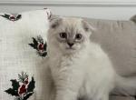 Maple - Scottish Fold Kitten For Sale - Federal Way, WA, US