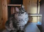 Sebastian - Siberian Kitten For Sale - Westfield, MA, US