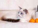 Ulrich Ragdoll male seal lynx bicolour - Ragdoll Kitten For Sale - Miami, FL, US