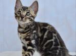 Paris Bengal female black spotted tabby - Bengal Kitten For Sale - Miami, FL, US