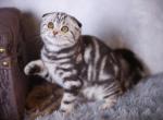 Kukla Scottish Fold female black silver tabby - Scottish Fold Kitten For Sale - Miami, FL, US