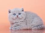 Harley British Shorthair male lilac - British Shorthair Kitten For Sale - Miami, FL, US