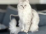 Musya - Persian Cat For Sale - Monroe, NC, US