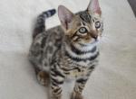 Pride Bengal male black spotted tabby - Bengal Kitten For Sale - Miami, FL, US