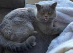 Lucky - Scottish Straight Cat For Adoption - Denver, CO, US