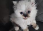 Violet - Persian Kitten For Sale - 