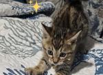 Cyndall - Bengal Kitten For Sale - Cleburne, TX, US