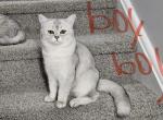 Sofia - British Shorthair Kitten For Sale - MA, US