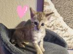 Lavender - Bengal Kitten For Sale - Cleburne, TX, US