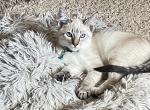 Lynx pt  Balinese kittens - Balinese Kitten For Sale - PA, US