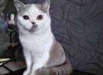 Pink Floyd - British Shorthair Kitten For Sale - 