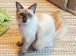 REDUCED Beautiful Chocolate Balinese girl - Balinese Kitten For Sale - PA, US