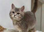 Knopka - British Shorthair Kitten For Sale - 