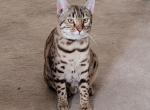 Clara - Bengal Kitten For Sale - 