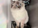 Seal Lynx - Ragdoll Kitten For Sale - Johns Creek, GA, US