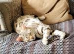 Cali - Bengal Kitten For Sale - 