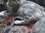 Uptown Girl Birdie - Siberian Cat For Sale/Retired Breeding - 