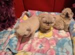 Champion Cherrybirdie Misty Magic - Himalayan Kitten For Sale