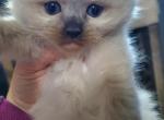 Christmas Balinese kittens ready December 23 - Balinese Kitten For Sale - 