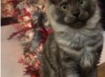 Everest - Maine Coon Kitten For Sale - Vernon, TX, US