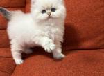 Zlata - British Shorthair Kitten For Sale - Bellevue, WA, US