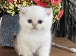 Pixel - British Shorthair Kitten For Sale - Bellevue, WA, US