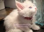 Sugar - Maine Coon Kitten For Sale - Seattle, WA, US