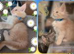 Finnigen - Maine Coon Kitten For Sale - Seattle, WA, US