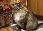 Sesame of FirCountry Siberians - Siberian Cat For Sale - Castle Rock, WA, US