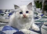 Argus - Ragdoll Kitten For Sale - Tuscaloosa, AL, US