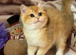 Oskar - British Shorthair Kitten For Sale - 