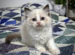 Angus - Ragdoll Kitten For Sale - Tuscaloosa, AL, US